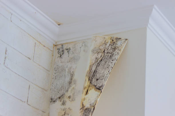 Trusted Kings Park, NY Mold Removal Experts